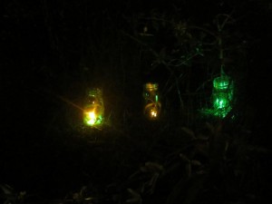 Fireflies nesting near the river